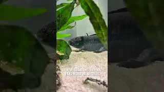 MISTERI BBA ILANG #aquascape #blackbeardalgae #aquascaper #algae #ikanhias #fyp