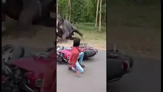 Elephant Charges Backyard in Seconds| 😱  Raw CCTV Chaos #trending #funny #shocked #funnymoment