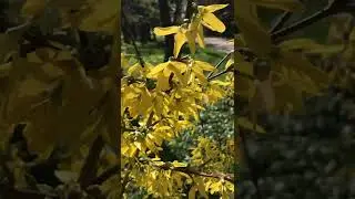 Forsythia suspensa