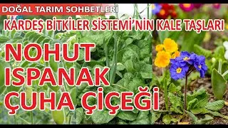 DOMATESİNİZİ BÖCEKLERDEN KORUYUN I KARDEŞ BİTKİLER SİSTEMİNİN TEMELİNE YOLCULUK
