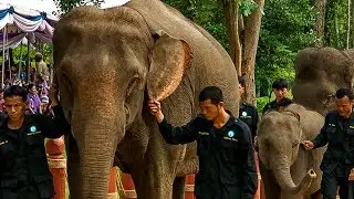 Elephants Given Royal Ceremony for Release Into Wild | BBC Earth Explore