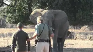 Mana Pools, Goliath Safaris: Stretch Ferreira + Steve with charging Elephant