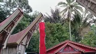 suasana pagi rambu solo di Tongkonan Kaladun Suangga