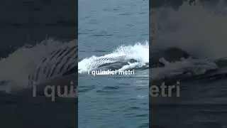Una delle balene pi&ugrave; grandi al mondo 🐋  #oceano #balena #tenerife #whalewatching