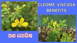 ଅଣସୋରିଷ ର ଚମତ୍କାରୀ ଗୁଣ || Cleome viscosa Benefits || Hurhur || Asian Spider Flower