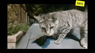 Guest Cat at Valikan's Barbecue Party (a day before new year evening) 30 Dec 2023