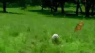 Scary Rabbit