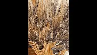 طريقة حسن الشتوي الفلاحية في انتاج القمح بوفرة Abondant wheat production
