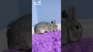 Sweet Bunny Flop
