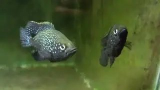 Paratilapia polleni | native to Madagascar | Breeding pair Av@ilable | Cichlid farm India 