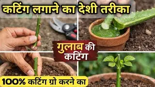 Gulab Plant kaise lagane. How to Grow Rose Plant at Home. #TerraceGarden #GrowRoses