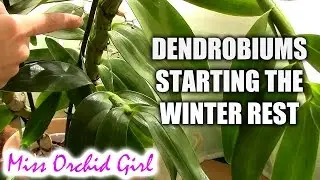 Preparing Dendrobium nobile orchids for the winter rest