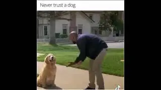 Dog steals car