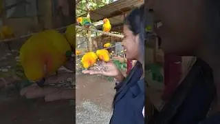 Yelagiri Birds Park | Colorful Birds Paradise 🐦