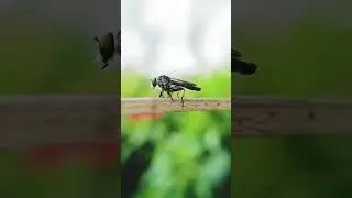 Have you ever seen this? #nature #Robberfly , #assassin flies|| #viraltrending #insectmacro