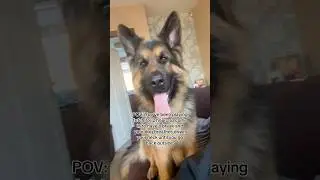 My German Shepherd LOVES playing fetch #dogs #germanshepherd #dogshorts #pets #cutedogs #gsds