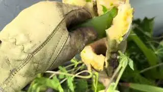 Papaya harvest. An eco psychology approach to bending, rehabbing regrowing sick damaged papaya trees