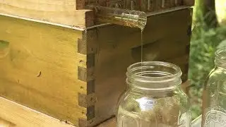 Our First Flow Hive Honey Harvest 2018