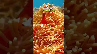 sea anemone. anemon laut. clownfish. ikan badut