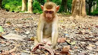 Update ! Cute moments of baby monkey Niko when he cute sleeping Alone