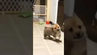 Cuts community pembroke Welsh corgi dog best video looking  like  share And subscribe korun
