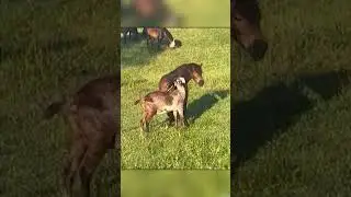 Goat Gets Tangled in a Horse's Tail