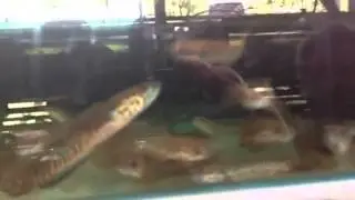Snakehead fish can walk on land and eat babies!
