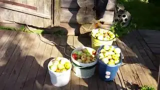 Измельчитель фруктов (переработка яблок)