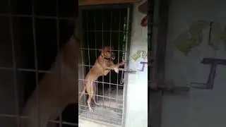 The #Kombai The real #aggression and temper, which you can’t see in any other #Savenativebreeds...