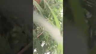 selective defoliation of cannabis plant. marijuana pruning. #marijuana # weed #bluedream #runtz