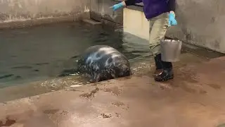 Rona, gray seal, trains at Louisville Zoo