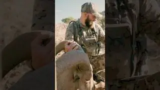 Nothing like walking up on a giant ram&hellip;.. The day the ram addiction began. #ram #mountains