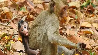 Celvin abandon baby monkey in mila group