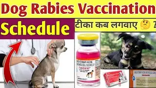 Rabies का टीका कब लगवाए 🤔 ? || Anti - Rabies Vaccination Schedule In Dogs || Dog Rabies Vaccination