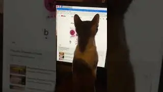 Little Mitzy loves to watch Professor Despommier's lectures on YouTube -- B