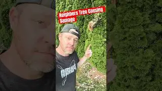 Neighbors Tree Snapped | Fence and Arborvitae Damage