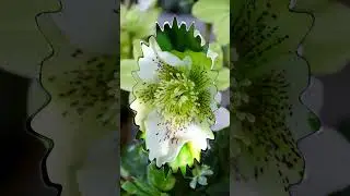 Цветёт морозник. Helleborus 🌸🌿