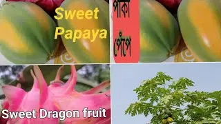 Harvest Red lady Papaya in roof garden 🚀🚀 অসম্ভব মজার রেড লেডি পেঁপে ছাদ বাগানের।✨✨✨