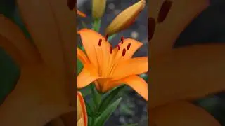 Breath  #lily #flowers #springdiaries #houseplantcommunity #garden #plants #nature #breath #peace