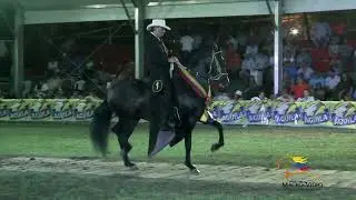 NOVEDOSO TROTE Y GALOPE