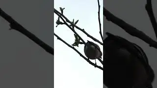 Beautiful Male Chaffinch #chaffinch #ytshorts #shorts