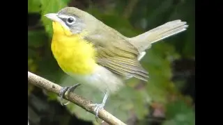Yellow-breasted Chat visits my backyard Pollinator Habitat, using my intentionally placed perches.