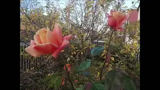 LETZTE ROSE, Irisches Volkslied, Ioan Suciu Tenor, Ioana Petrina Klavier