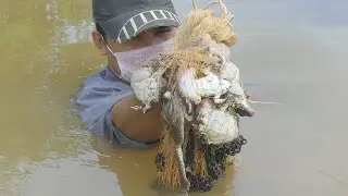 FISGING168Tube | Big Frog Fishing in Beautiful Pond.