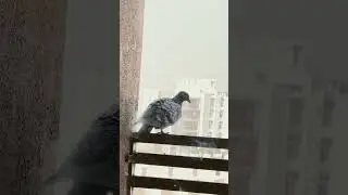 Pigeon 🦆 #aesthetic #music #pigeon #birds #winter #song #cold #sad #savebirds #shorts #viralvideo