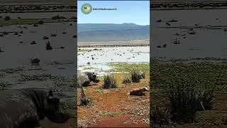 Hippo Charges Hyena at Waterhole! | Unexpected Wild Showdown Caught on Camera