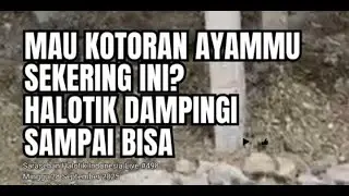 Mau Kotoran Ayam Bisa Sekering Ini? Halotik Dampingi Sampai Bisa II Sarasehan Halotik Indonesia #432