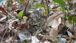 【トラツグミ　～トラちゃんの眼差し～  FULLver.】@神奈川県秦野市 弘法山公園  20260105