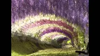 Jacarandas Walk South Africa Frugal Travel