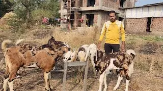 Shandaar Gujri Bade Bache At MSK Goat Farm | 22000 Se Start | Shalimar Goat Farm.